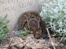 Leveret in Belgium