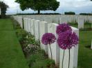Alliums at Achiet