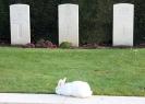 The latest eco friendly way of keeping the grass down