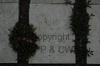 Wimereux Communal Cemetery - Ast, Gotthold