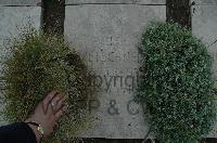 Wimereux Communal Cemetery - Bretschneider, Ferdinand