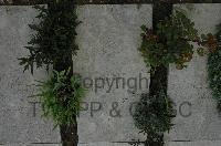 Wimereux Communal Cemetery - Dierks, Friedrich