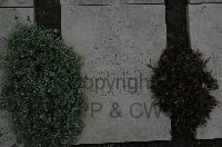 Wimereux Communal Cemetery - Dursch, Johannes