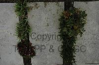 Wimereux Communal Cemetery - Gassmann, Emil