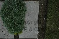 Wimereux Communal Cemetery - Grauer, Jakob