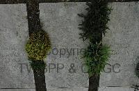 Wimereux Communal Cemetery - Jung, Paul