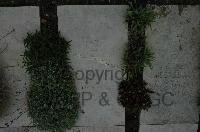 Wimereux Communal Cemetery - Karm, Hermann