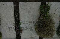Wimereux Communal Cemetery - Kletzka, Robert