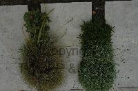 Wimereux Communal Cemetery - Platzer, Alfred