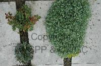 Wimereux Communal Cemetery - Seeger, Emil