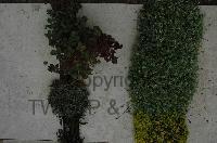 Wimereux Communal Cemetery - Traut, Erich