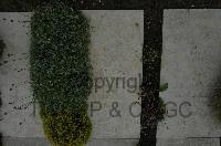 Wimereux Communal Cemetery - Witolla, Maximilian