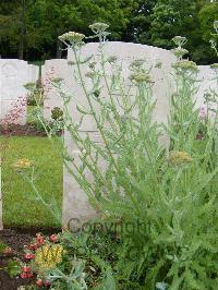 Etaples Military Cemetery - Francies, John Edward